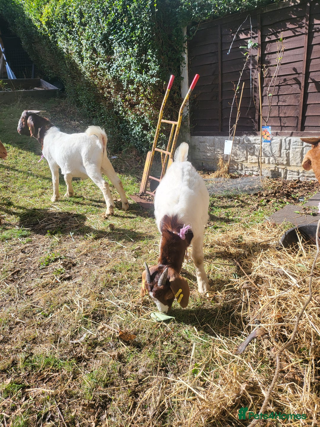 Goats livestock for sale: Four Male goats to sell All under year old  - Advert 2
