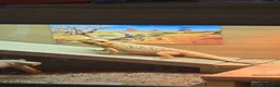 Bearded Dragon reptiles for sale: Bearded dragon seeking new home - Advert 2
