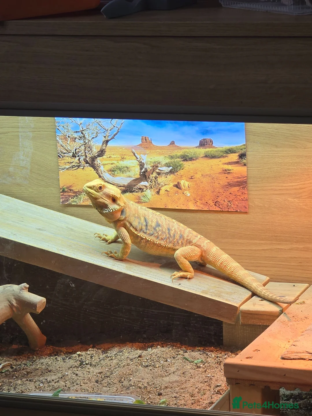 Bearded Dragon reptiles for sale: Bearded dragon seeking new home - Advert 2
