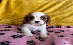 Cavalier King Charles Spaniel dogs for sale: Stunning cavalier King Charles puppies  - Image 4