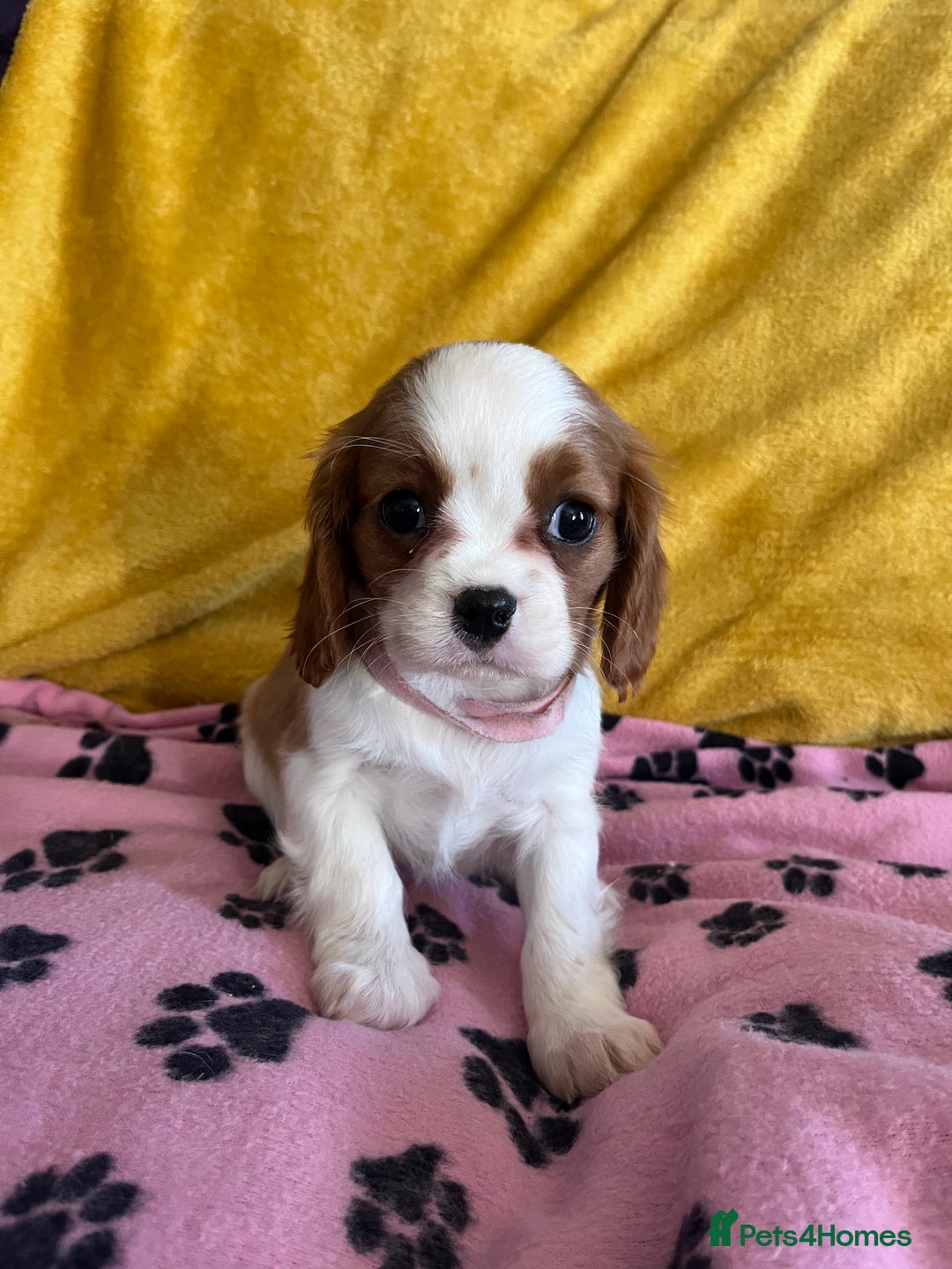 Cavalier King Charles Spaniel dogs for sale: Stunning cavalier King Charles puppies  - Image 4