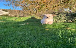 Golden Retriever dogs for sale: KC Registered Golden Retrievers - Image 4