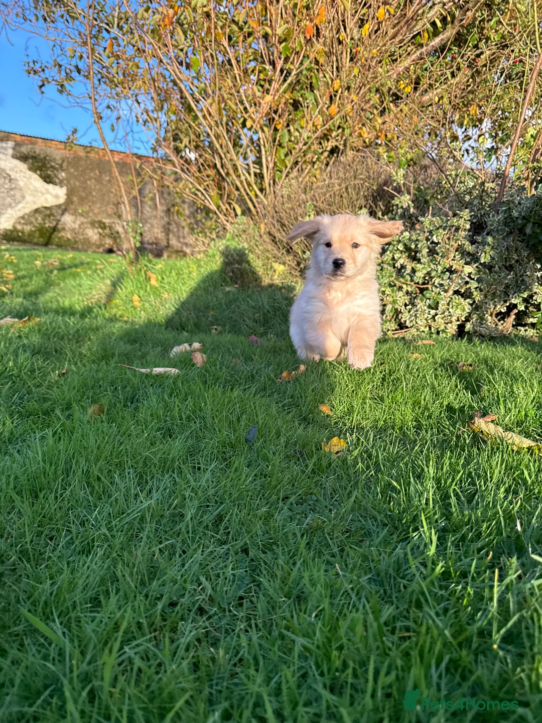 Golden Retriever dogs for sale: KC Registered Golden Retrievers - Image 4