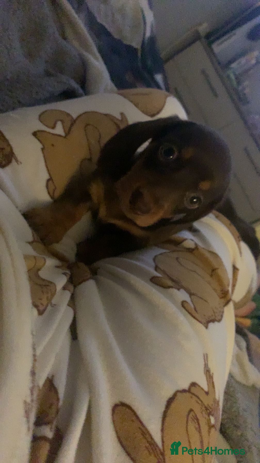 Miniature Dachshund dogs Miniature dachshunds for sale  - Advert 6