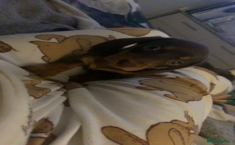 Miniature Dachshund dogs - Advert 3