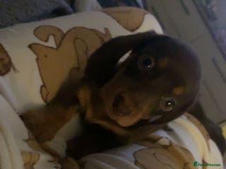 Miniature Dachshund dogs Miniature dachshunds for sale - Advert 15