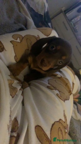 Miniature Dachshund dogs - Advert 2