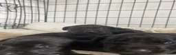 Labrador Retriever dogs for sale: Labrador pups! - Advert 9