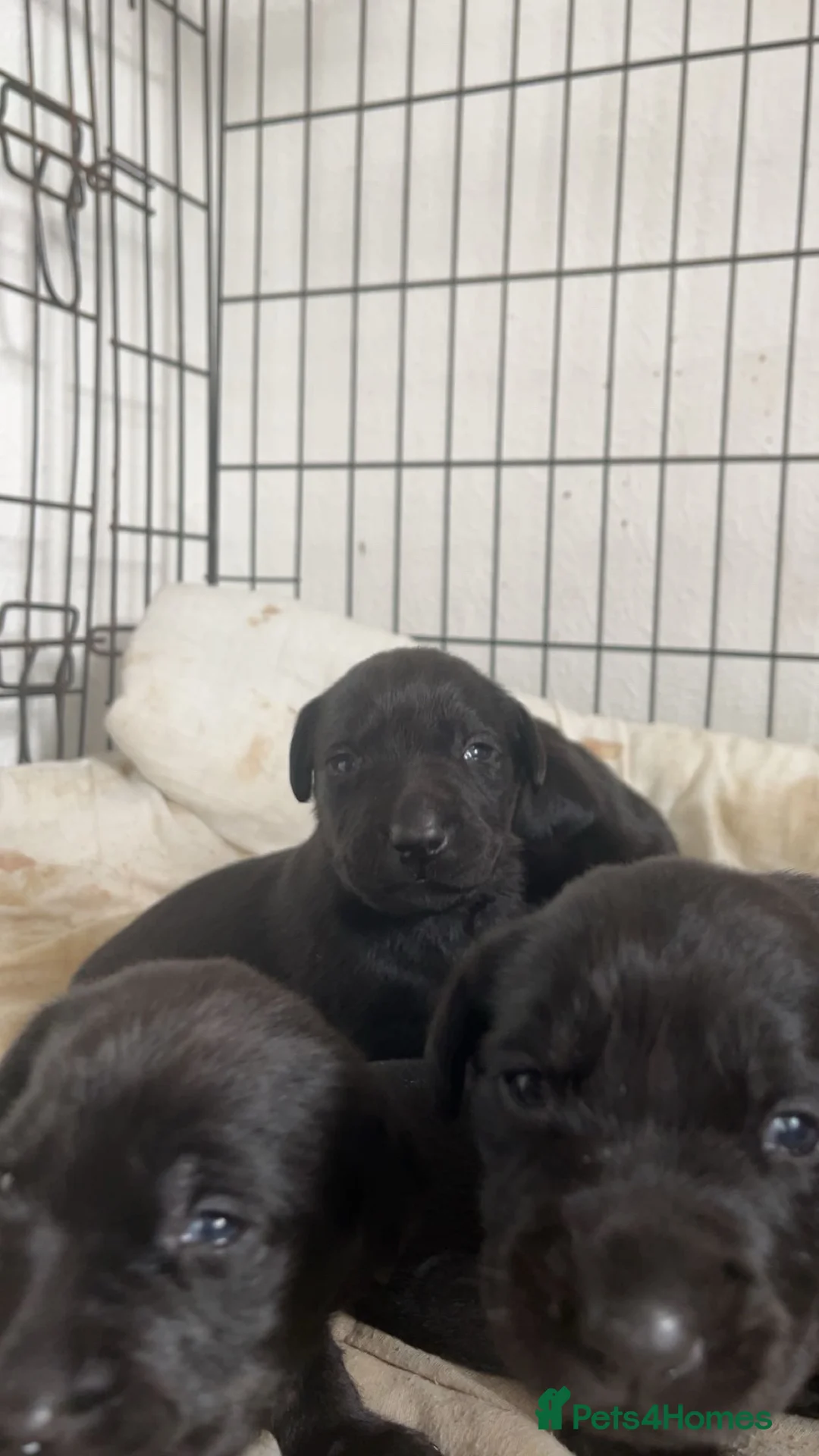 Labrador Retriever dogs for sale: Labrador pups! - Advert 9