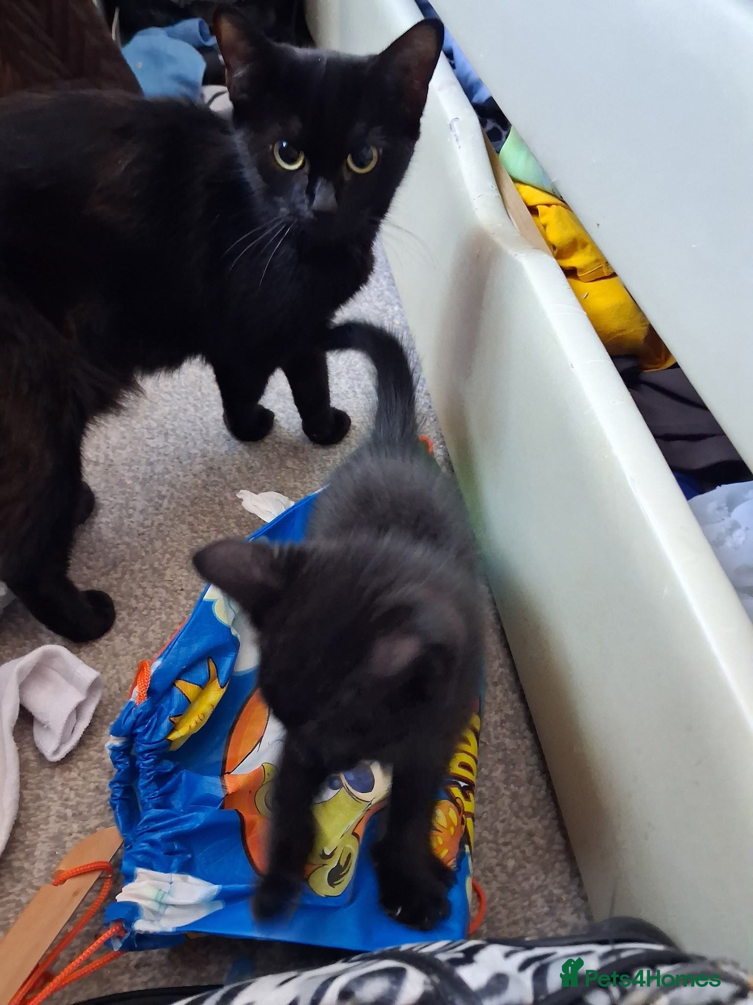 Mixed Breed cats 4 beautiful kittens - Advert 6
