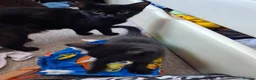 Mixed Breed cats for sale: 4 beautiful kittens - Advert 1