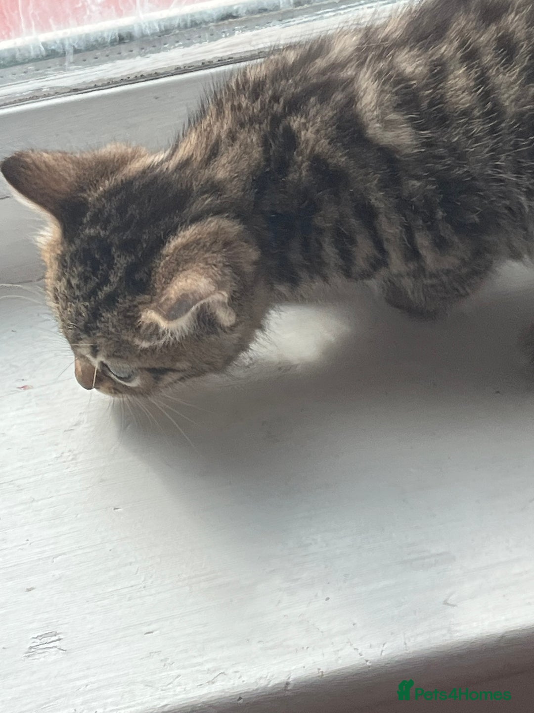 Bengal cats for sale: Bengal kittens - Image 1