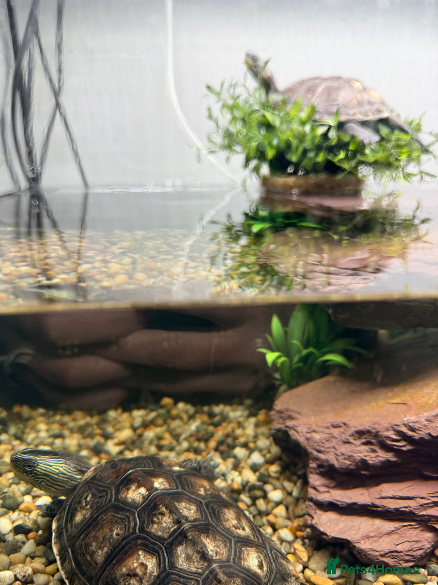 Turtle reptiles for sale: Aquatic long necked striped China  - Advert 5
