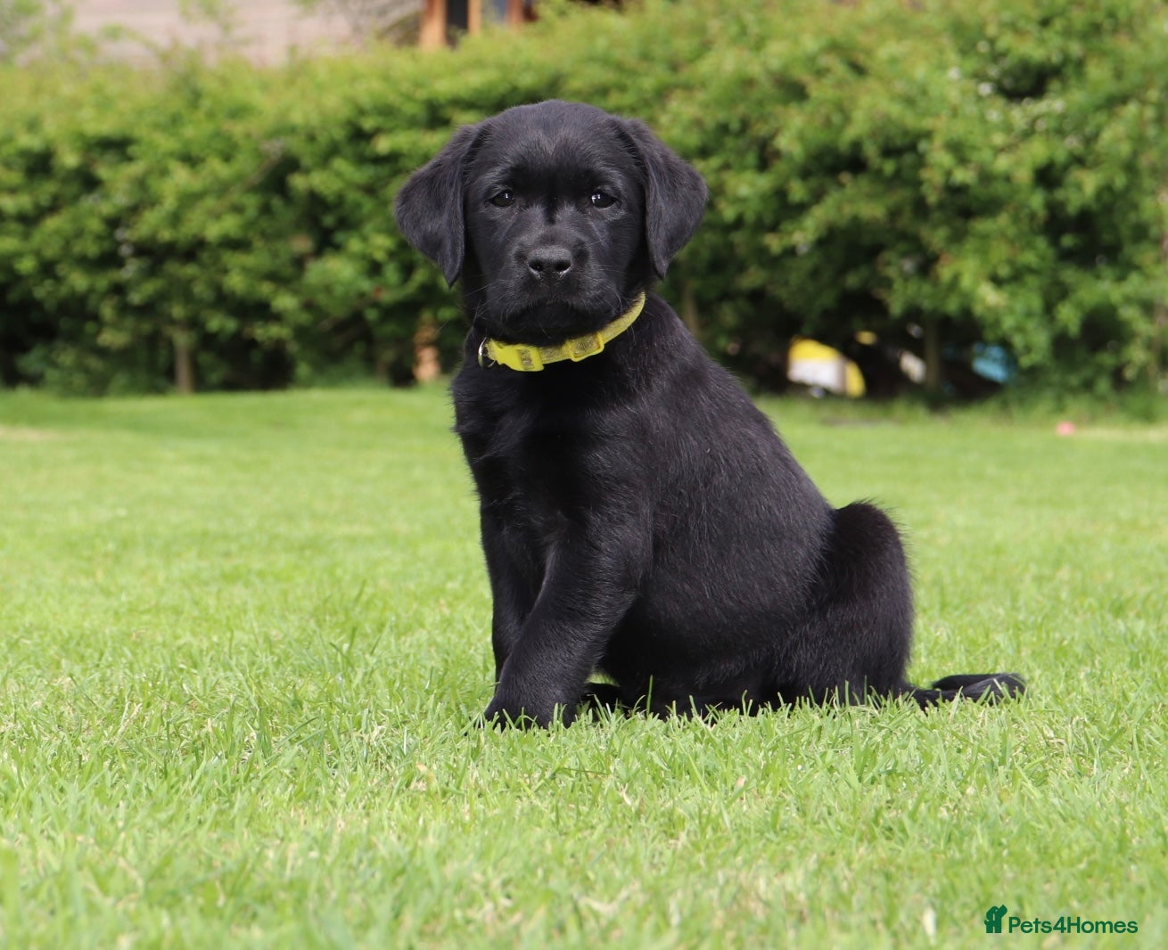 Labrador Retriever dogs Delightful KC registered litter  - Advert 1
