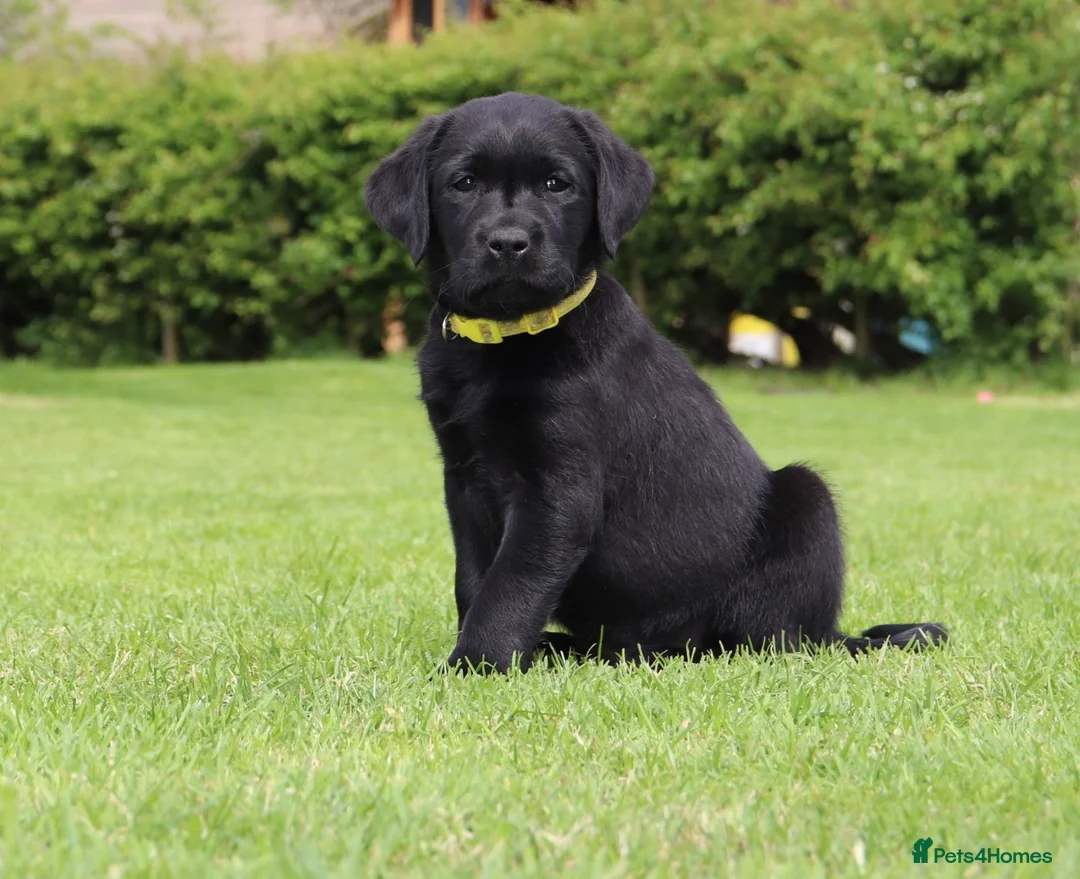 Labrador Retriever dogs for sale: Delightful KC registered litter  - Advert 1