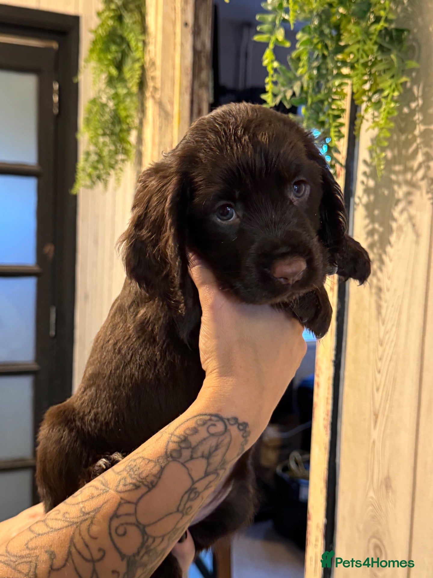 Cocker Spaniel dogs 1 Girl left looking for a home  - Advert 1