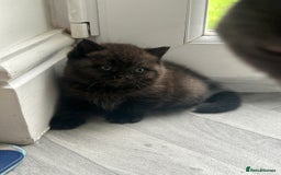 British Shorthair cats for sale: Pure British Shorthair kittens available  - Image 13