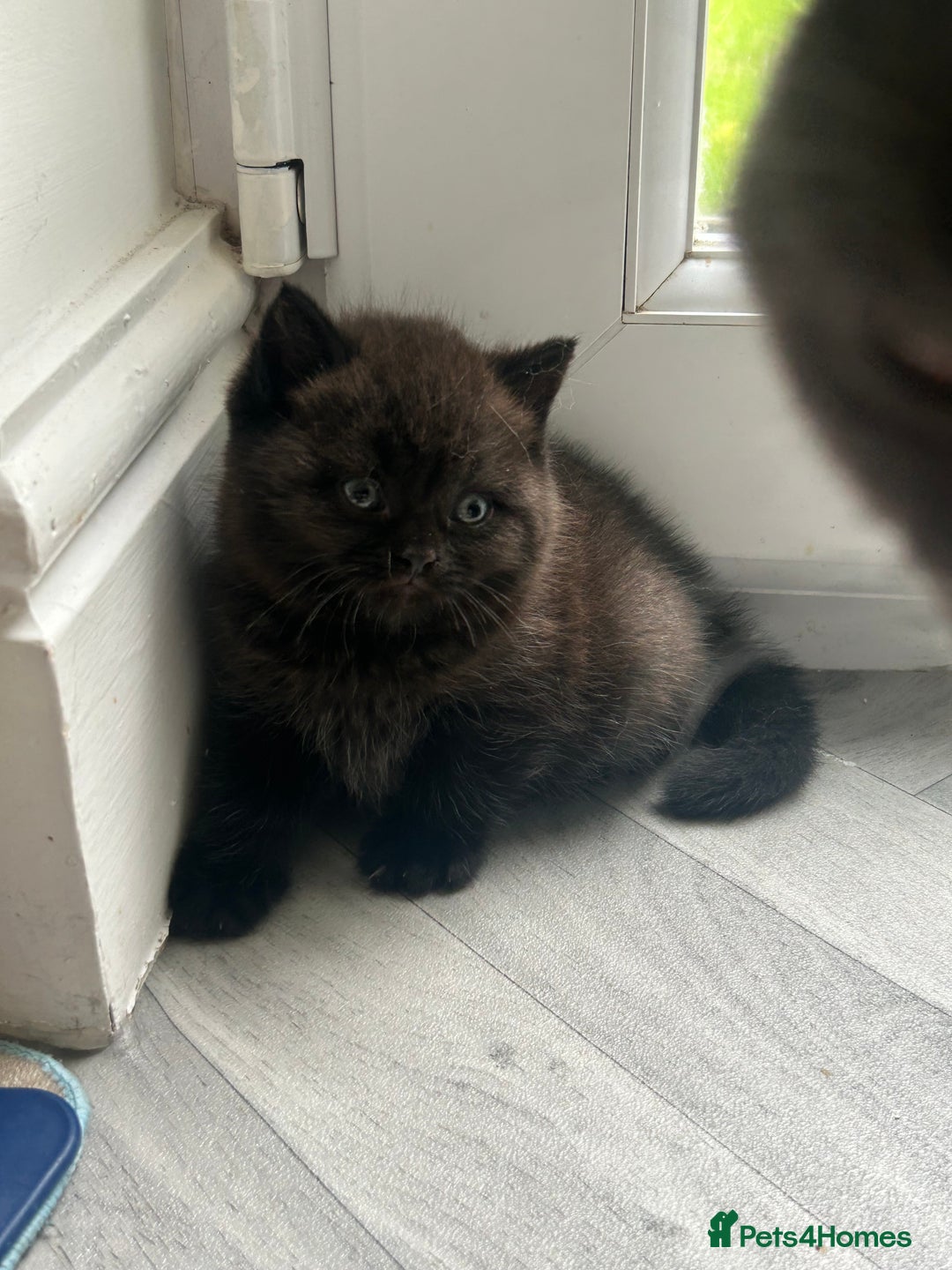 British Shorthair cats for sale: Pure British Shorthair kittens available  - Image 13