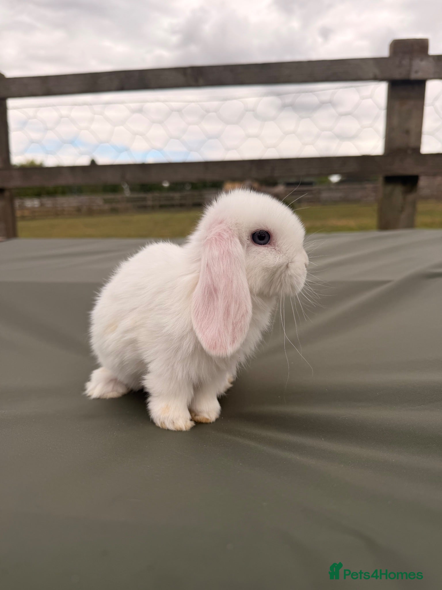 Mini Lop rabbits Minilops looking for forever homes  - Advert 1
