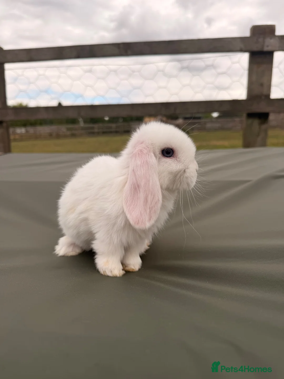 Mini Lop rabbits for sale: Minilops looking for forever homes  - Advert 1