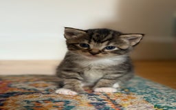 British Shorthair cats for sale: Male&Female British short hair kitten - Image 9