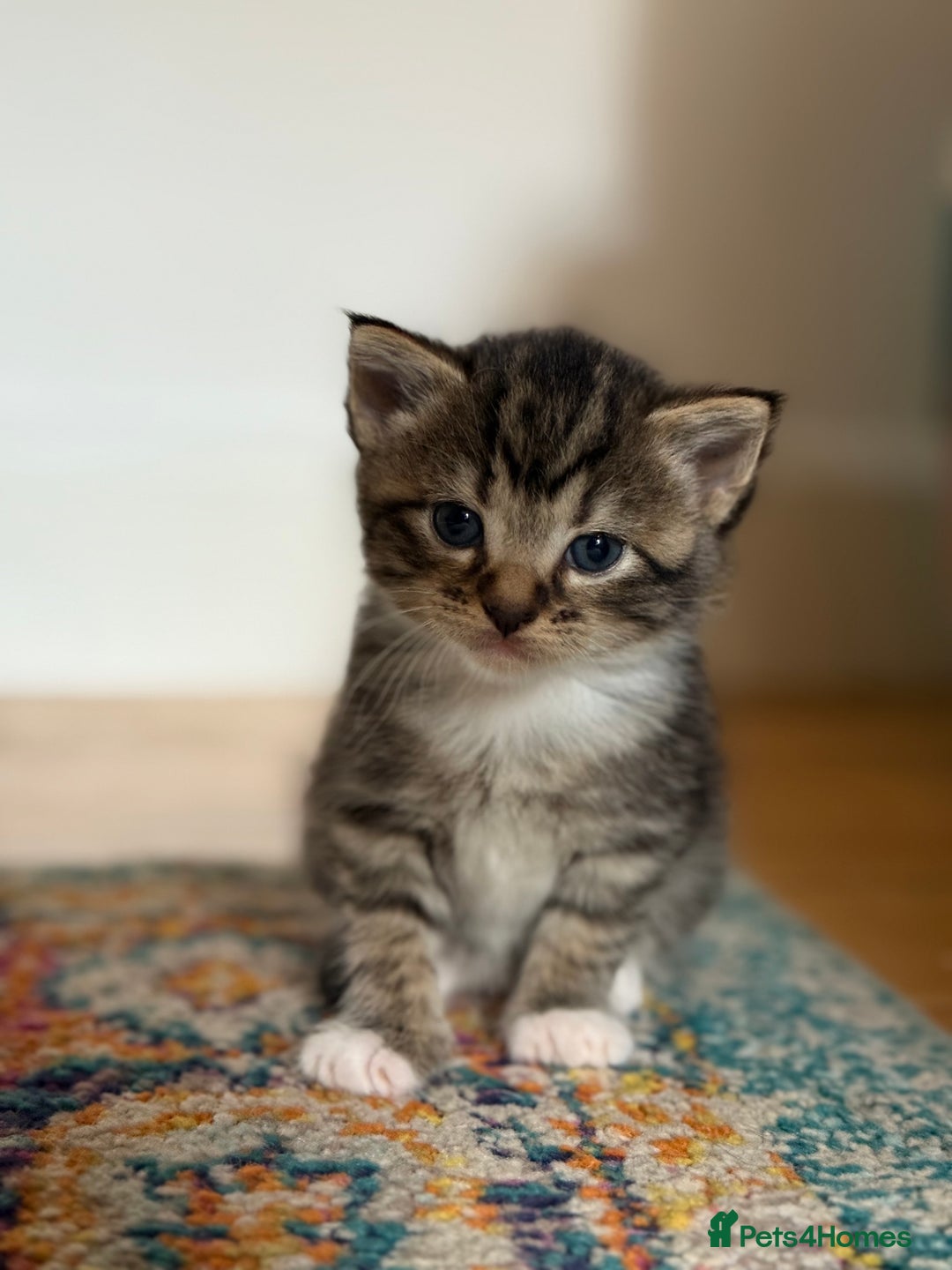 British Shorthair cats for sale: Male&Female British short hair kitten - Image 9