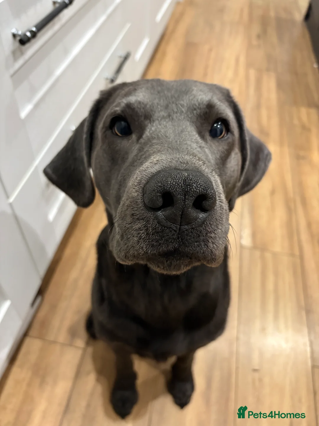 Labrador Retriever dogs for stud: Charcoal Labrador For Stud - Advert 3