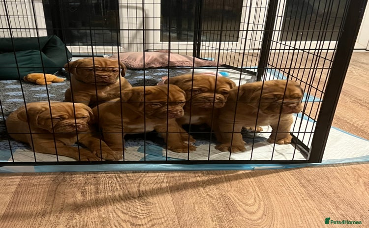 Dogue De Bordeaux dogs - Advert 1