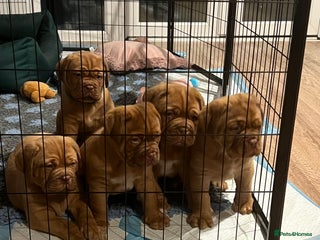 Dogue De Bordeaux dogs Beautiful KC Dogue De Bordeaux Puppies - Advert 9