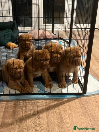 Dogue De Bordeaux dogs - Advert 2