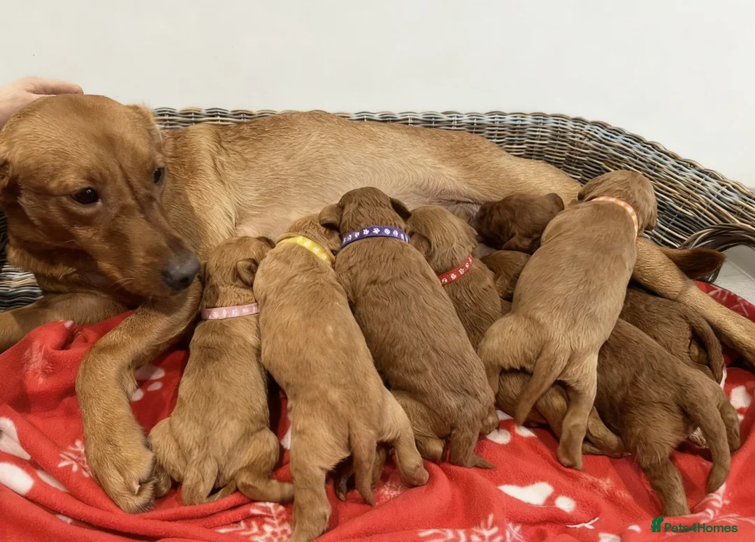 Labradoodle dogs for sale: ⭐️Fully Health Tested F1 Miniature Labradoodles⭐️ - Advert 3