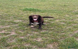 Sprocker dogs for sale: Spyro the Sprocker - Image 5
