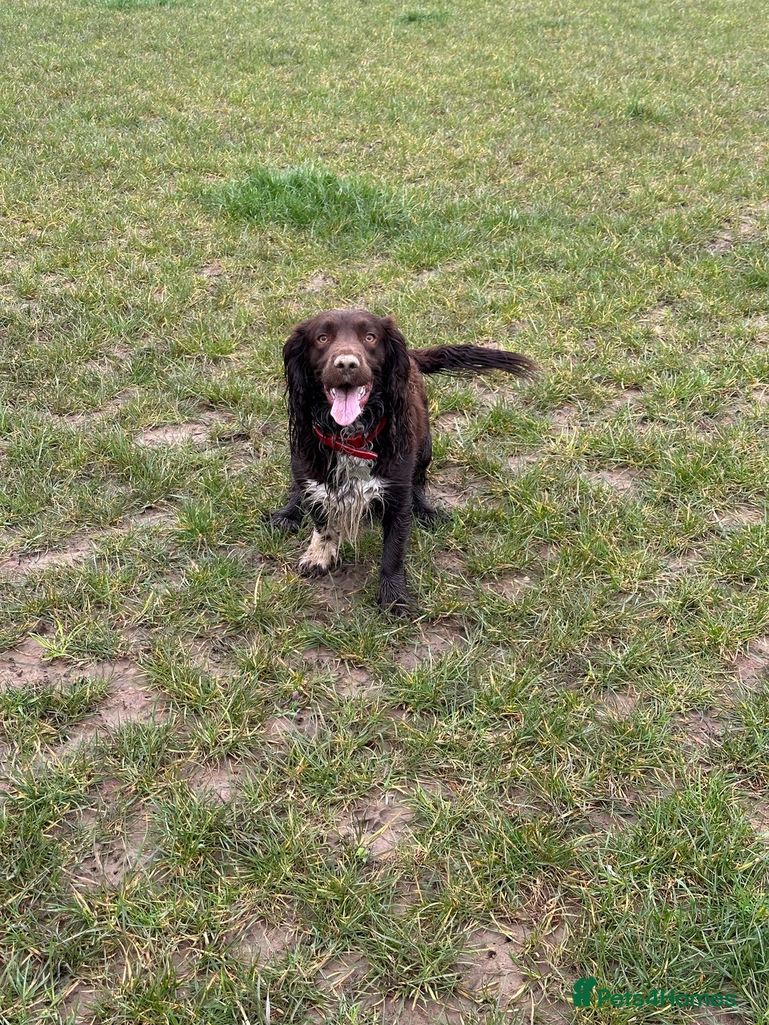 Sprocker dogs for sale: Spyro the Sprocker - Image 5