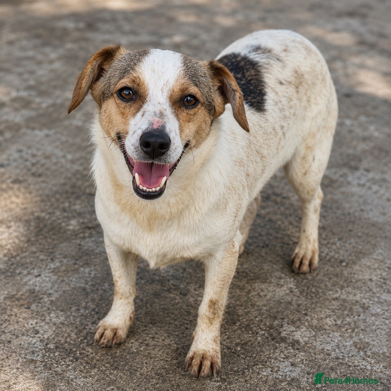 Mixed Breed dogs Gentle | House Trained | Goofy & Sweet - Advert 1