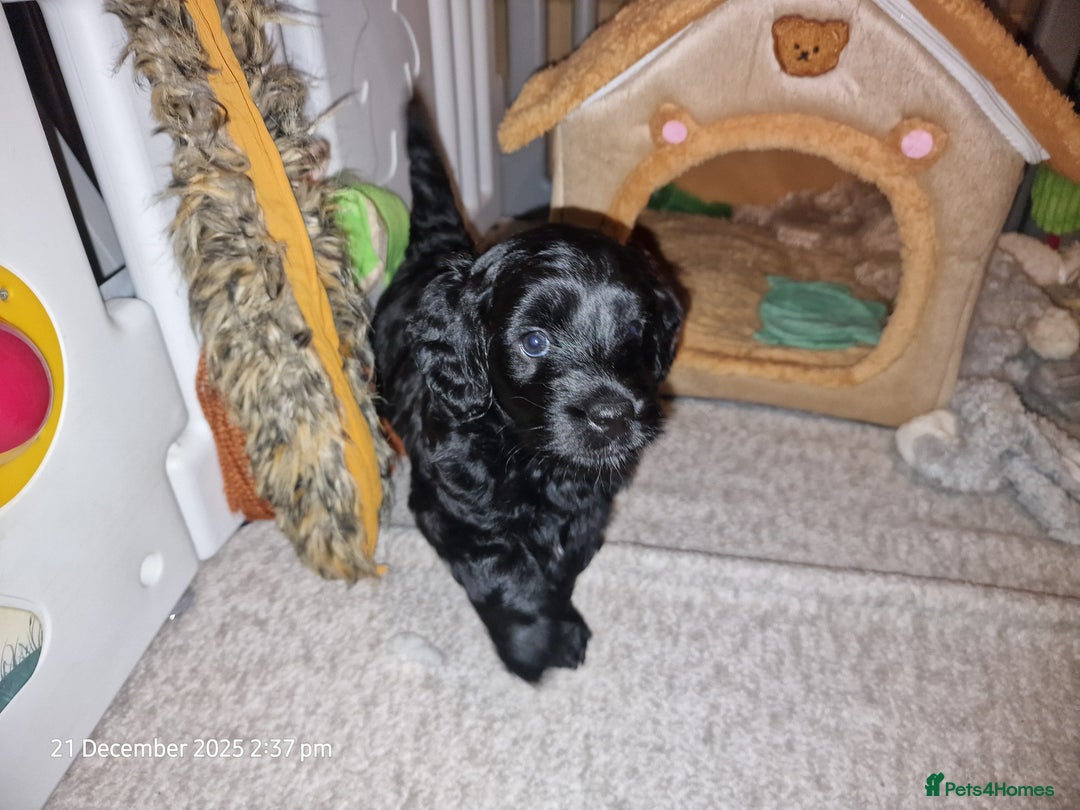 Goldendoodle dogs for sale: Miniature Goldendoodle pure black boy - Advert 1