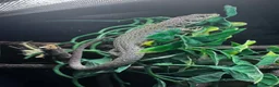 Lizard reptiles for sale: Spyro european eyed lizard  in Chesterfield - Advert 1