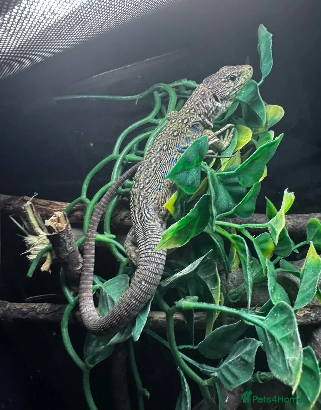 Lizard reptiles for sale: Spyro european eyed lizard  in Chesterfield - Advert 1