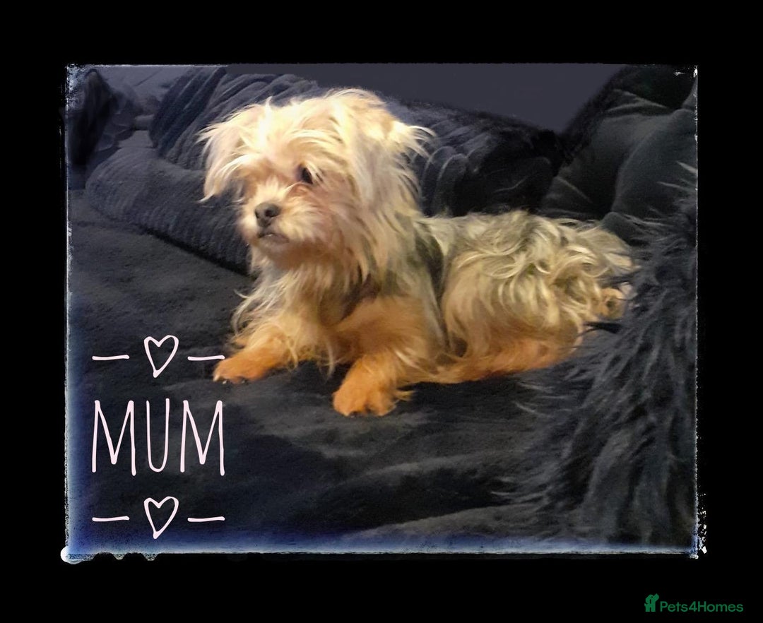 Shorkie dogs for sale: Beautiful shorkie puppies ready to go soon - Advert 2