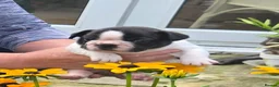 French Bulldog dogs for sale: Frenchbulldog Puppies - Advert 4