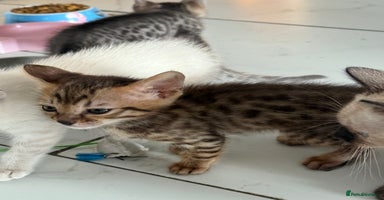 Bengal cats - Advert 9
