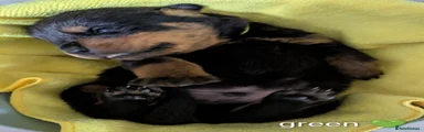 Rottweiler Puppy - Green
