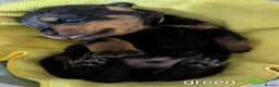 Rottweiler dogs for sale: KC Reg Rottweiler Puppies - Champion Bloodlines - Advert 9