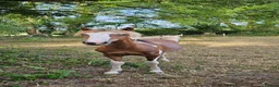 Welsh Section D horses for sale: Red & white filly Welsh pb  - Advert 7