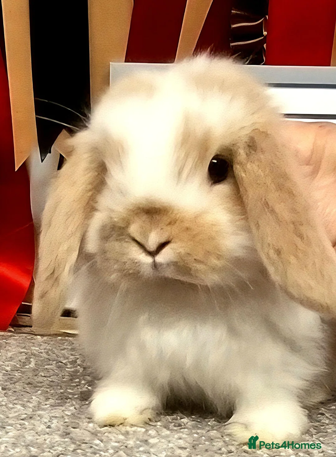 Mini Lop rabbits for sale: Gorgeous mini lop babies - Advert 1
