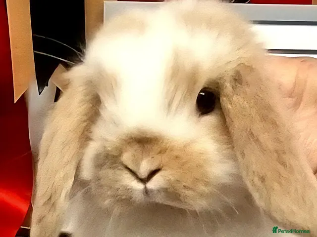 Mini Lop rabbits for sale: Gorgeous mini lop babies - Advert 1