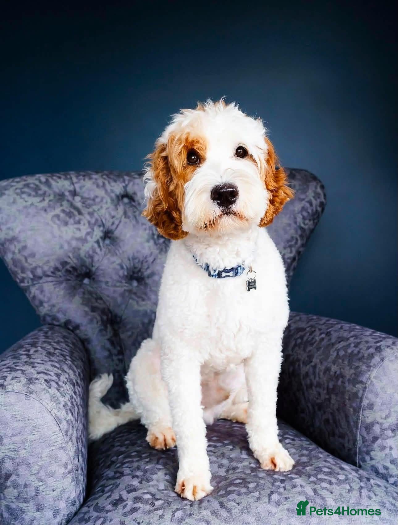 Australian Labradoodle dogs for sale:  AUSTRALIAN LABRADOODLE  – WAITING LIST NOW OPEN! - Advert 1