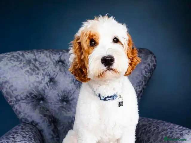 Australian Labradoodle dogs for sale: 🐾💕 Our Beautiful Puppies Have Arrived! 💕🐾 - Advert 1