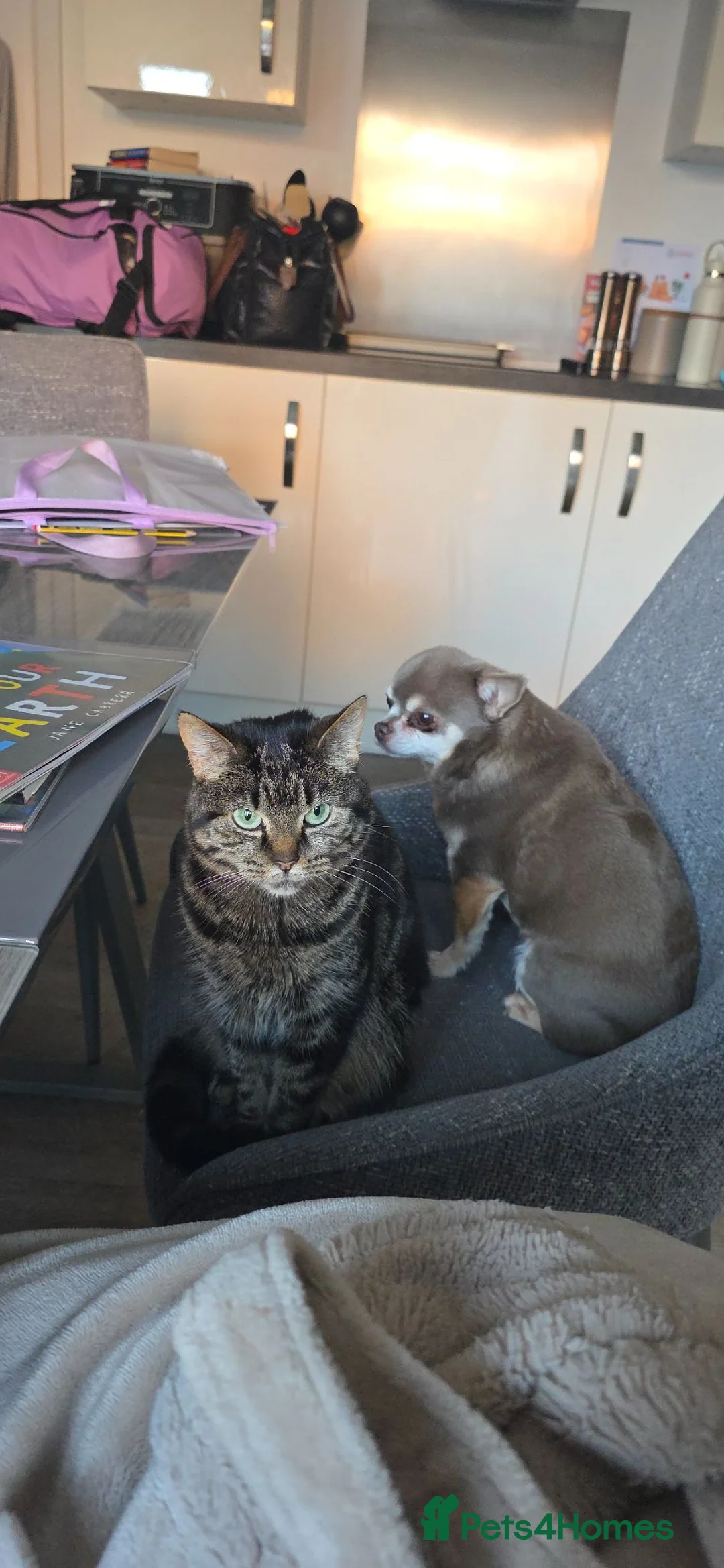 Mixed Breed cats for sale: Tiffany needs a new home - Advert 2
