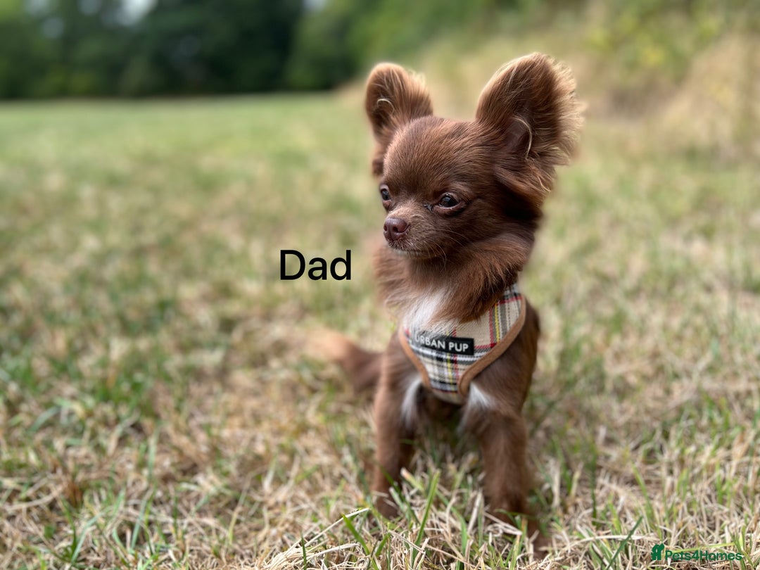 Chihuahua dogs for sale: Beautiful long haired Lilac Chihuahua puppies - Advert 12