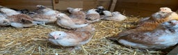 Chickens poultry for sale: Salmon Faverolle Hens - Advert 5